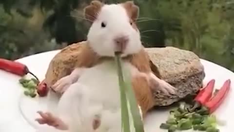 Hamster Funny | Cute Hamster Compilation