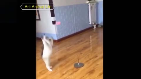 Cute Pets And Funny Animals Compilation funny video fun