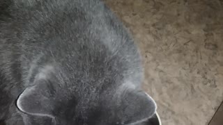 cat rubs against the mug!