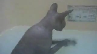 Cute cat bathing is so cool