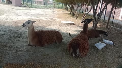 Visit mini zoo, There are many beautiful animals like #Lama Galama,Deer