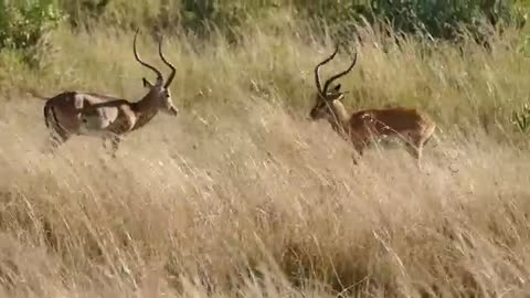 Two deer fighting each other