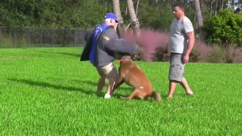 How To Make Dog Become More Aggressive With Few Tricks