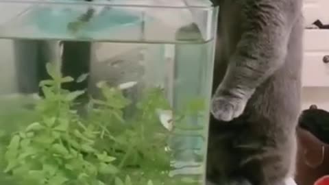 cute cat confused by aquarium fish , Best Funny Cat Videos Of This Week #short 30