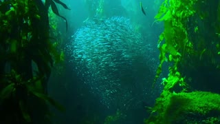 Underworld Rare Gather from Ball Of Fishes