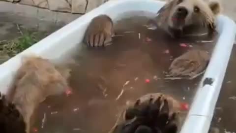 Bear chill bath tub