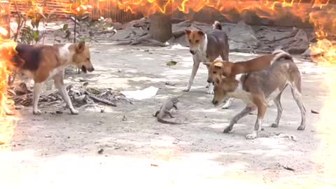 Four Dog's🐕 A Lizard🦎 Attack.😲😲