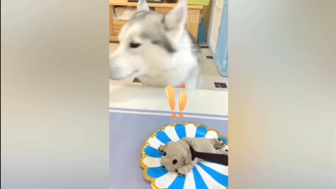 Funny dog reaction to cutting cake p1