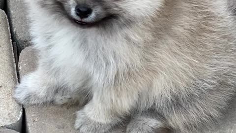 Funniest & Cutest Labrador Puppies - Funny Puppy Videos 2022