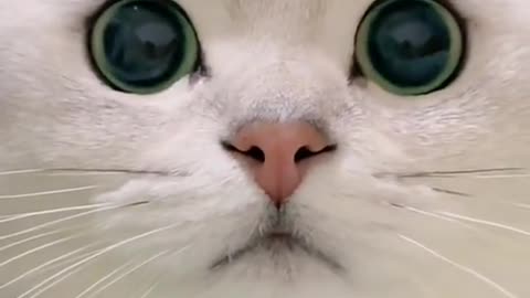 kitty-foryou-catsoftiktok-cute