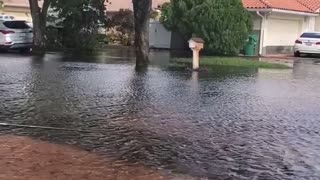 Catching a Fish in the Street During a Flood