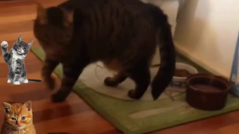 Cats Can't Handle Cucumbers?! Watch These Hilarious Reactions....