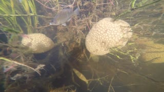 Magnificent Bryozoan