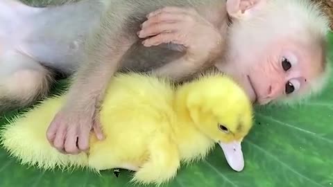 monkey and duckling