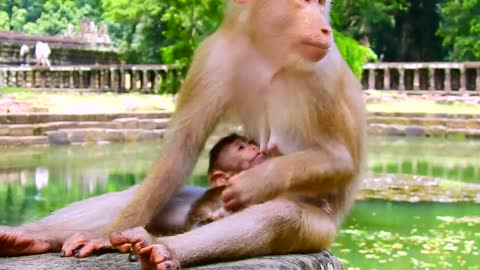 Sucking milk a collection of the latest and trending viral funny monkey videos