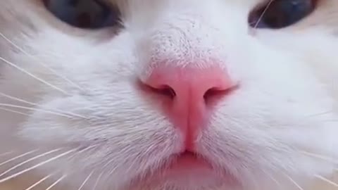 Cute Cat Meowing Up Close (SO ADORABLE)