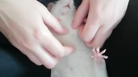 крысенок в восторге от массажа
