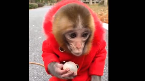 Monkey eating Best Video2021