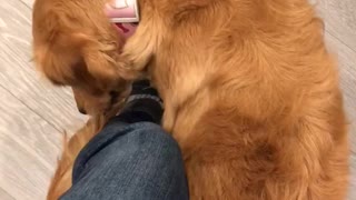 Puppy chases tail around owner's leg