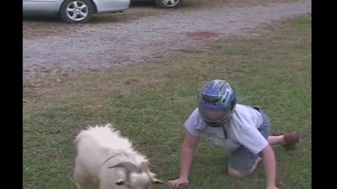 Helmeted Teenager Butts Heads With A Goat