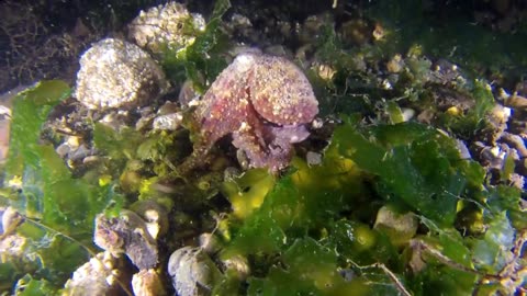 Underwater footage of Octopus Walking