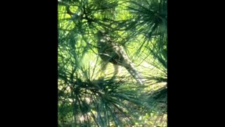 Cooper's Hawk Encounter