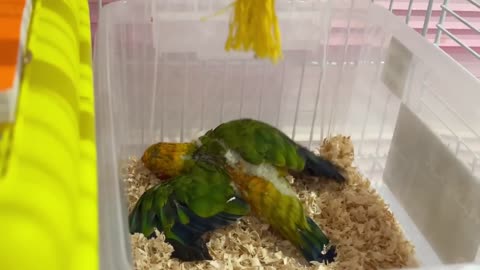 KAYCEE'S PET PARROT SUNNY THE CONURE - KAYCEE in WONDERLAND FAMILYp3