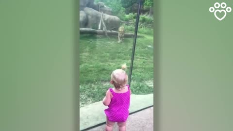 Lion Tries To Pounce On Little Girl But Slams Into Glass