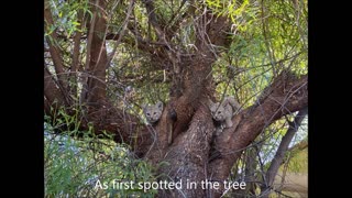 2nd Bobcat Family in a Friend's Tucson Backyard