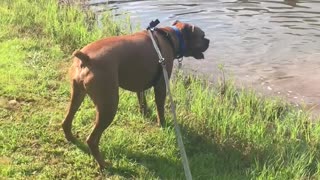 Boxer Dog Goes Leaping Crazy On Lake Swim