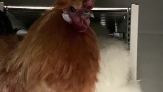 Silkie hen makes fun of silkie rooster