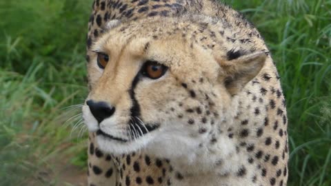 How To Make Your Cheetah Say "Meow!" Like A Domestic Cat