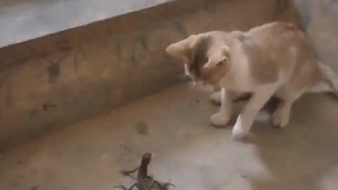 Danger fight cat vs local chemeleon