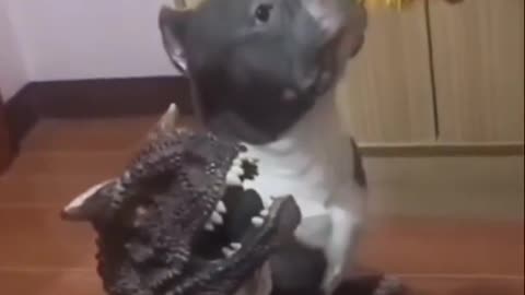 Funny Dog Cute Fight