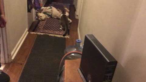 Hank&Leo playing(My cat & dog playing
