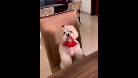 funny cat & dog reaction