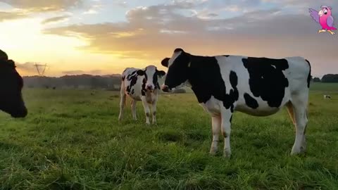 Cows Mooing and Grazing in the Field