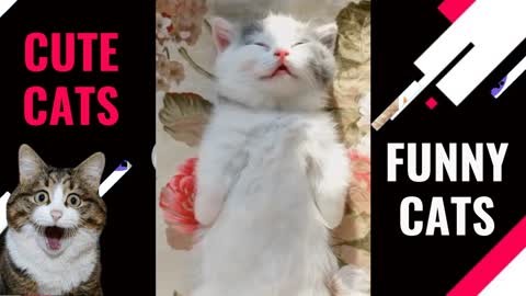 Videos of Cats drinks sleeping and very cute this PET Try not to fall in love With this PET