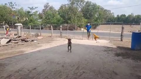 Fake Tiger Prank Dog Run So Funny Video