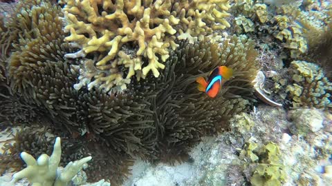 underwater world aquarium fish