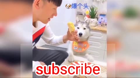 🐕 dog funny video rection on dog