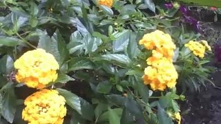 Lantana camara is filmed in a small garden, beautiful flowers! [Nature & Animals]