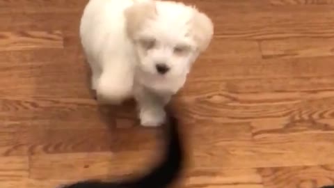Small white puppy tries to bite the tail of large black dog