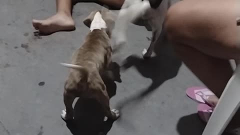 Meu Pit Bull e meu vira lata