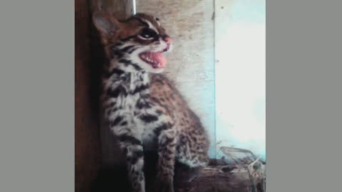 Baby Bobcat 🐅