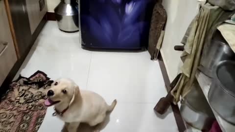 labrador puppy for food