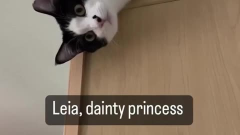 Leia dainty & warrior princess