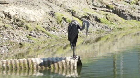 Juvenile Great Blue Heron Practicing Stalking Fish Prey: 5-20-2024