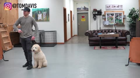 Teach your dog to walk nicely with a loose leash