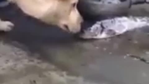 amazing dog helping some fish to breath